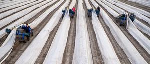 09.04.2024, Sachsen-Anhalt, Hohenseeden: Mitarbeiter der Agrargenossenschaft Hohenseeden gehen mit ihren Spargelspinnen durch die mit Folien bedeckten Dämme des Feldes. Dort hat die Spargelsaison begonnen und der erste Spargel der Saison wird gestochen. Foto: Klaus-Dietmar Gabbert/dpa +++ dpa-Bildfunk +++