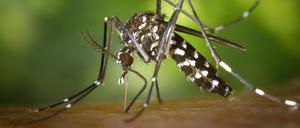 Eine weibliche Asiatische Tigermücke (Aedes albopicts)
