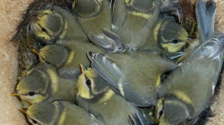 Bei Blaumeisen besteht ein Gelege aus etwa acht bis 15 Eiern.