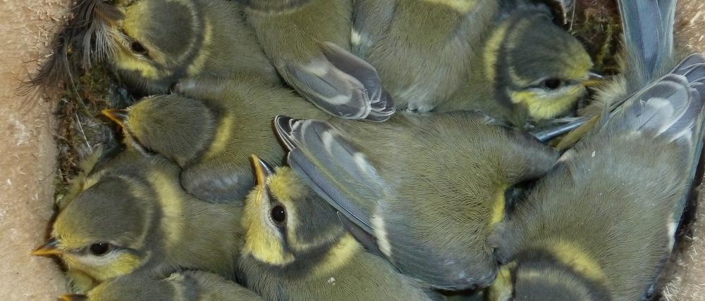 Bei Blaumeisen besteht ein Gelege aus etwa acht bis 15 Eiern.