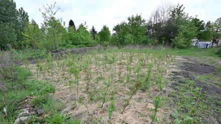 Mehrere hundert Bäume nahe dem Sportplatz Nowawiese am Park Babelsberg wurden von der Initiative Woods Up bereits gepflanzt, doch sie dürfen nicht gegossen werden.
