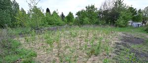 Mehrere hundert Bäume nahe dem Sportplatz Nowawiese am Park Babelsberg wurden von der Initiative Woods Up bereits gepflanzt, doch sie dürfen nicht gegossen werden.
