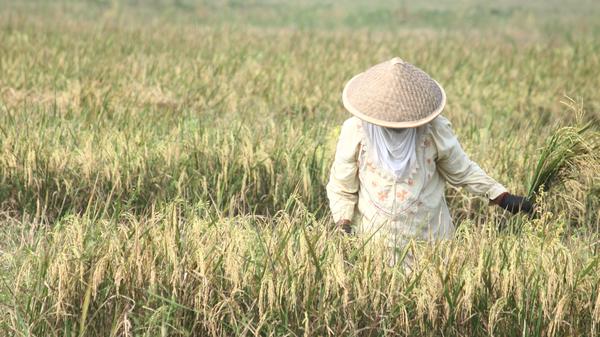 Länder, wie im südlichen Asien, die am wenigsten für den Klimawandel verantwortlich sind, werden voraussichtlich Einkommensverluste erleiden, die 60 Prozent höher sind als in den Ländern mit höherem Einkommen.