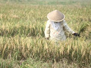 Länder, wie im südlichen Asien, die am wenigsten für den Klimawandel verantwortlich sind, werden voraussichtlich Einkommensverluste erleiden, die 60 Prozent höher sind als in den Ländern mit höherem Einkommen.
