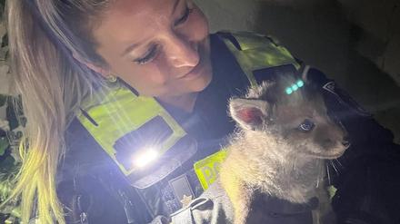 Berliner Polizisten haben in der Nacht zu Mittwoch bei einem Einsatz einen kleinen Fuchs gerettet.