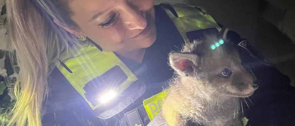 Berliner Polizisten haben in der Nacht zu Mittwoch bei einem Einsatz einen kleinen Fuchs gerettet.