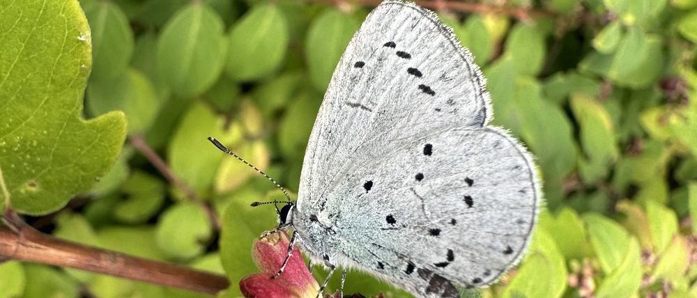 Ein Faulbaum-Blaeuling bestäubt eine Blüte.