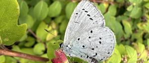 Ein Faulbaum-Blaeuling bestäubt eine Blüte.