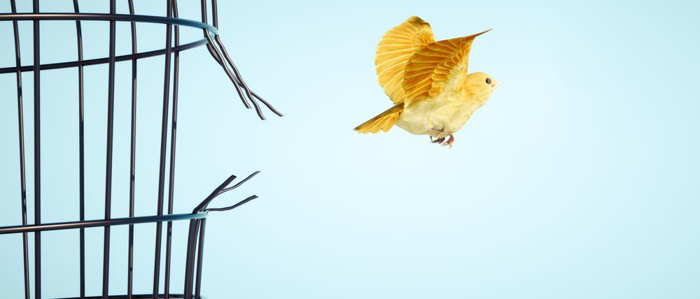 Ein gelber kleiner Vogel flieht aus seinem Käfig. 