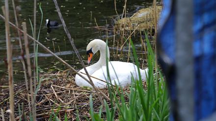 Schutzzaun für brütenden Schwan in der Potsdamer Havelbucht aufgestellt.