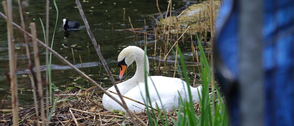 Schutzzaun für brütenden Schwan in der Potsdamer Havelbucht aufgestellt.