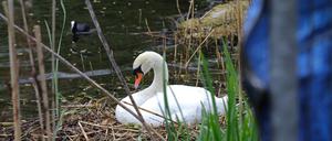 Schutzzaun für brütenden Schwan in der Potsdamer Havelbucht aufgestellt.