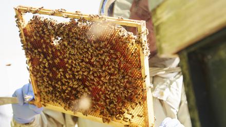 Landtagsbeschluss: Imker und ihre Produkte sollen geschützt und gefördert werden.
