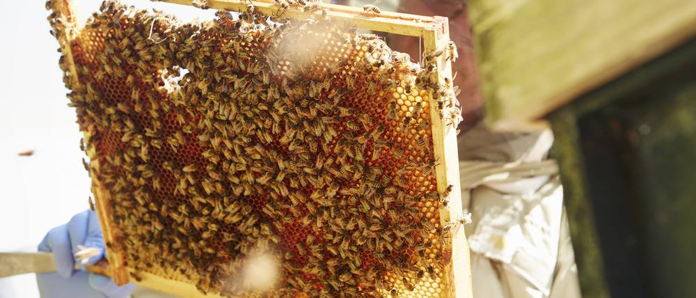 Landtagsbeschluss: Imker und ihre Produkte sollen geschützt und gefördert werden.