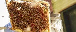 Landtagsbeschluss: Imker und ihre Produkte sollen geschützt und gefördert werden.