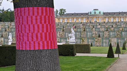 Unübersehbar sind die gekennzeichneten Bäume im Park Sanssouci, die durch Hitze, Trockenheit oder Schädlinge geschädigt sind.