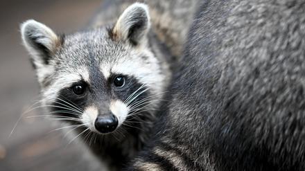 Ein Waschbär sitzt in seinem Gehege des Vereins „Hauptsache Waschbär e.V.“. (Symbolbild)
