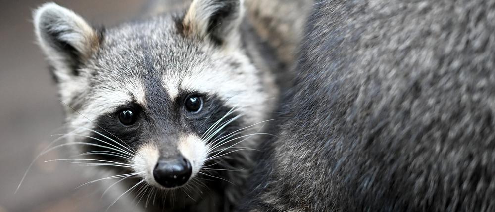 Ein Waschbär sitzt in seinem Gehege des Vereins „Hauptsache Waschbär e.V.“. (Symbolbild)
