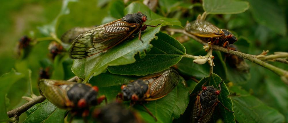 Ausgewachsene Zikaden sitzen auf einer Pflanze.