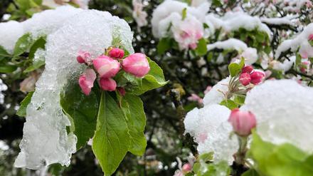 Die Blüten eines Apfelbaums in einem Garten in Bamberg sind mit Schnee bedeckt.