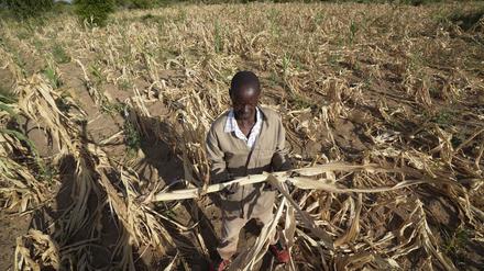 Eine neue Dürre hat Millionen von Menschen im südlichen Afrika mit Hunger konfrontiert.