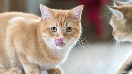 Katze Britisch Kurzhaar Katze.
