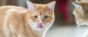 Katze Britisch Kurzhaar Katze.