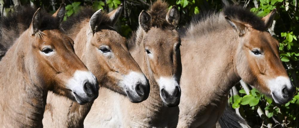 Die im natürlichen Lebensraum als lange Zeit ausgestorben gegoltenen Przewalskipferde stehen bei der Vorstellung eines Projektes für die Rückkehr nach Kasachstan im Gehege im Tierpark Berlin. 
