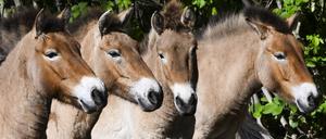 Die im natürlichen Lebensraum als lange Zeit ausgestorben gegoltenen Przewalskipferde stehen bei der Vorstellung eines Projektes für die Rückkehr nach Kasachstan im Gehege im Tierpark Berlin. 