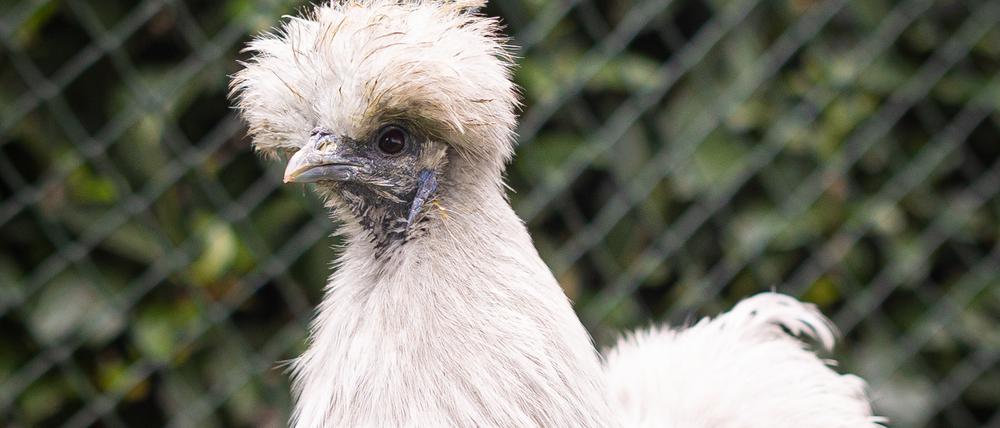 ARCHIV - 26.03.2024, Niedersachsen, Lehrte: Ein Zwerg-Seidenhuhn hockt in einem Garten in der Region Hannover. (zu dpa: «Nach handfestem Streit um Seidenhühner: 1200 Euro Geldstrafe») Foto: Moritz Frankenberg/dpa +++ dpa-Bildfunk +++