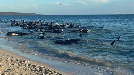 Massenstrandung von Grindwalen in Westaustralien. 