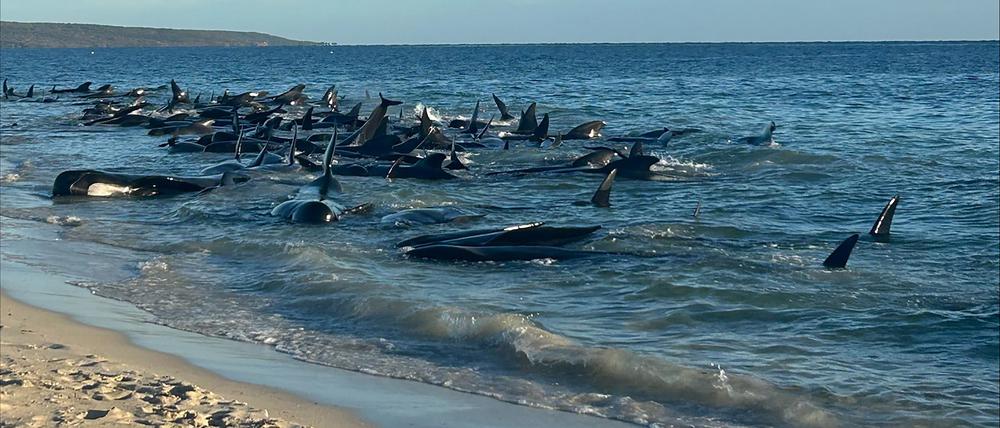 Massenstrandung von Grindwalen in Westaustralien. 