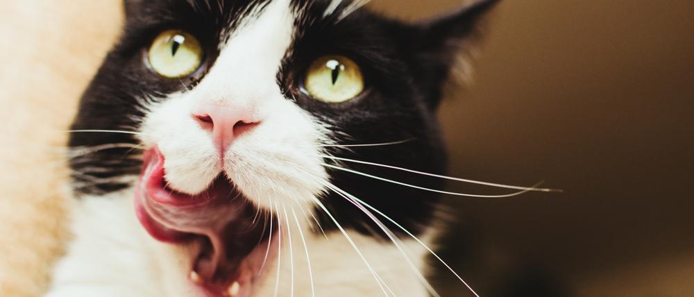 Was gibt es heute? Katzen sind eigen, wenn es ums Fressen geht. 