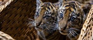 Neun Wochen sind die Sumatra-Tigerzwillinge im Tierpark Berlin nun alt.