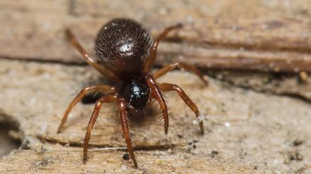 Das winzige und unscheinbare Feder-Zwergstachelbein (Maso gallicus) galt in Brandenburg als ausgestorben und wurde jetzt in Sielmanns Naturlandschaft Wanninchen wiederentdeckt. 
