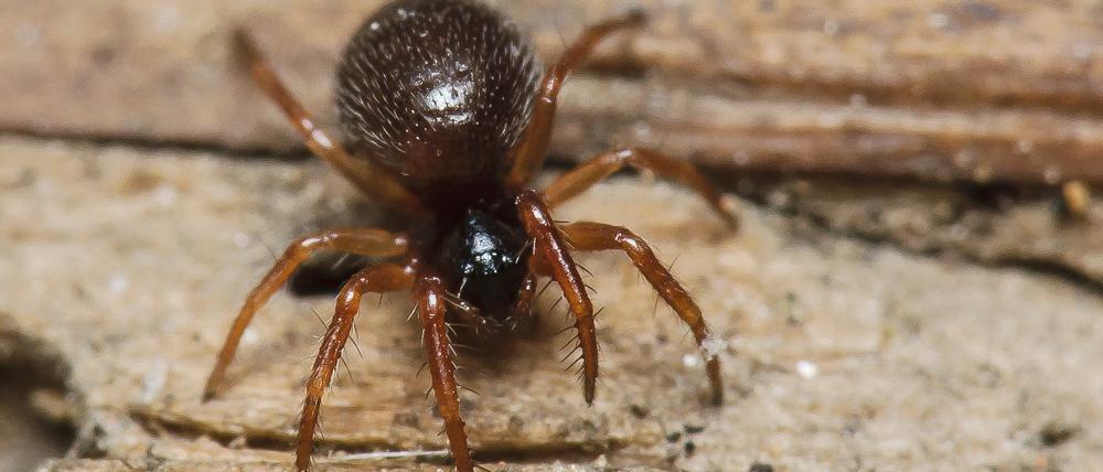 Das winzige und unscheinbare Feder-Zwergstachelbein (Maso gallicus) galt in Brandenburg als ausgestorben und wurde jetzt in Sielmanns Naturlandschaft Wanninchen wiederentdeckt. 