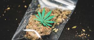 Cannabis