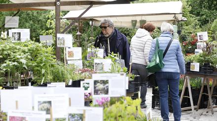 Staudenbasar auf der Freundschaftsinsel, Potsdam, 28.04.2019 Foto: Sebastian Gabsch PNN