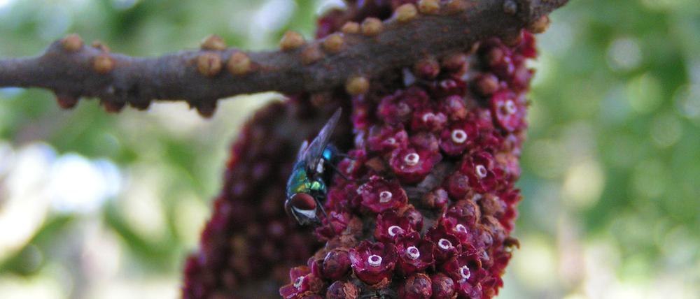 Dieser seltsame Parasit Pilostyles aethiopica lebt in den Zweigen anderer Pflanzen und ist nur während der Blüte sichtbar. Früher dachte man, er sei eng mit Kürbissen und Begonien (Cucurbitales) verwandt, doch die Studie ergab, dass er zur Ordnung der Malpighiales gehört.