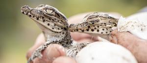 Kuba-Krokodile schlüpfen im August 2019 im Zapata-Sumpf auf Kuba.