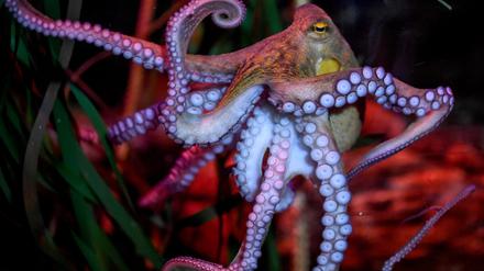 Oktopus „Manfred“ in seinem Becken im AquaDom & SEA LIFE Berlin.