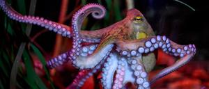Oktopus „Manfred“ in seinem Becken im AquaDom & SEA LIFE Berlin.