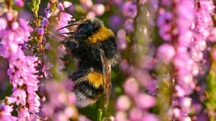 Eine Hummel sucht Nektar in der blühenden Heide auf den Trockenwiesen vor dem Dom vom Badeparadies Tropical Islands.