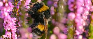 Eine Hummel sucht Nektar in der blühenden Heide auf den Trockenwiesen vor dem Dom vom Badeparadies Tropical Islands.