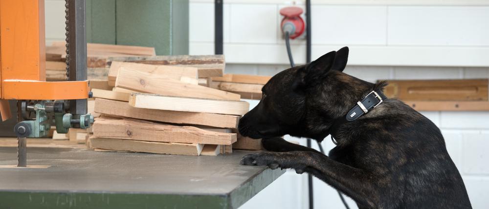 Ein Drogen-Spürhund 2019 in Köln.