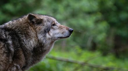 Europäischer Grauwolf in einem Gehege vom Wolfcenter Dörverden.