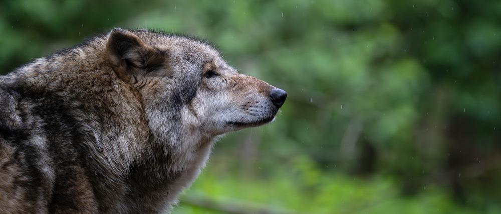 Ein Europäischer Grauwolf in einem Gehege vom Wolfcenter Dörverden (Archivbild).