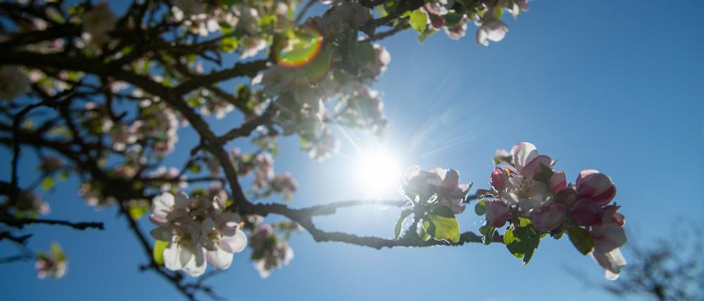 Die Sonne kommt vor blauem Himmel hinter Apfelblüten hervor in Aufhausen, Bayern.