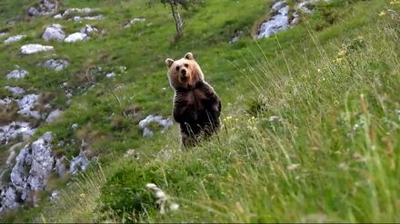 Ein Bär (Symbolfoto)