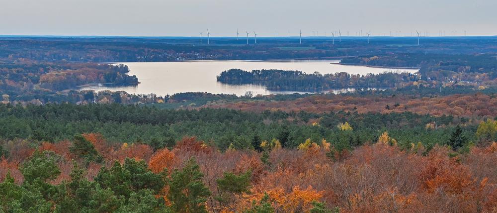 03.11.2021, Brandenburg, Rauen: Blick vom 40 Meter hohen Aussichtsturm über den herbstlichen Wald in den Rauenschen Bergen, auch Rauener Berge genannt, nach Bad Saarow zum Scharmützelsee. Der Aussichtstum steht am höchsten Punkt der 153 Meter hohen Rauener Berge.